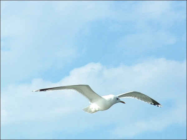 Sturmmöwe auf der Insel Usedom